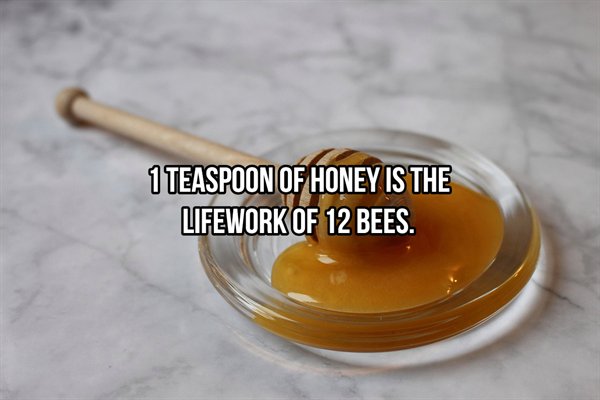 ağri bal - 1 Teaspoon Of Honey Is The Lifework Of 12 Bees.