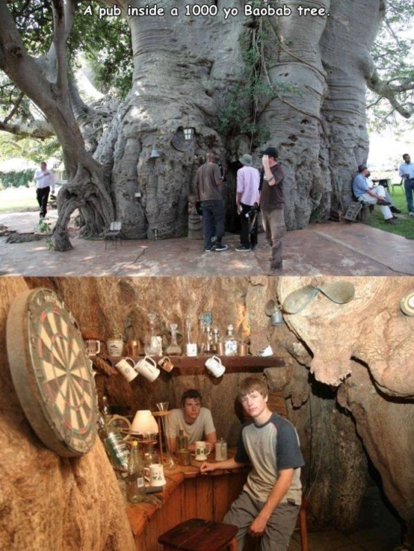 sunland baobab pub - A pub inside a 1000 yo Baobab tree.