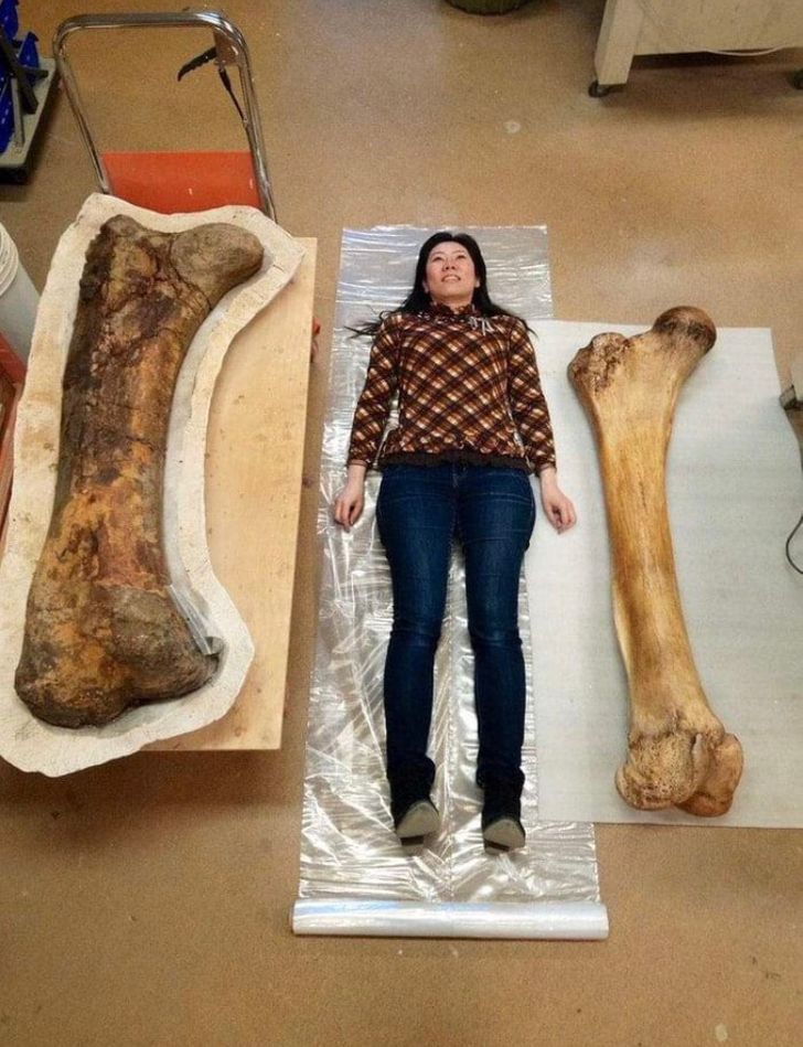 A triceratops bone (left) and an elephant bone (right) on a human scale