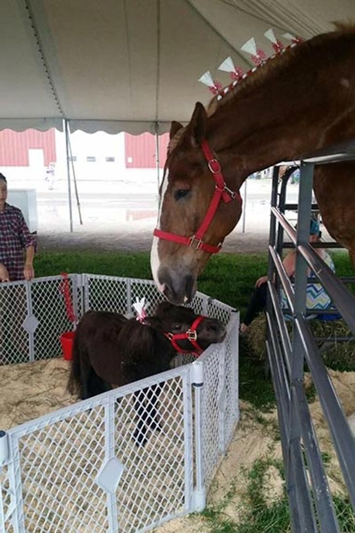 The moment when the biggest and smallest horses met