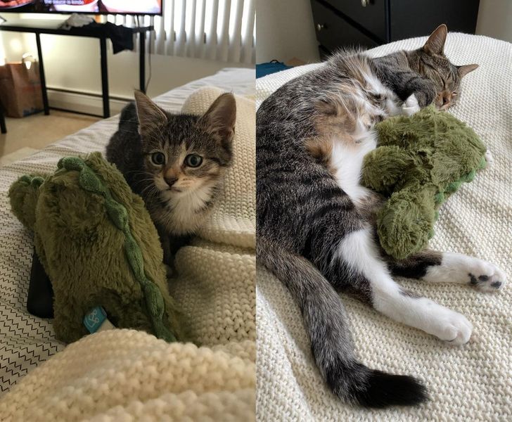 A toy for scale so you can see how big the kitten has grown