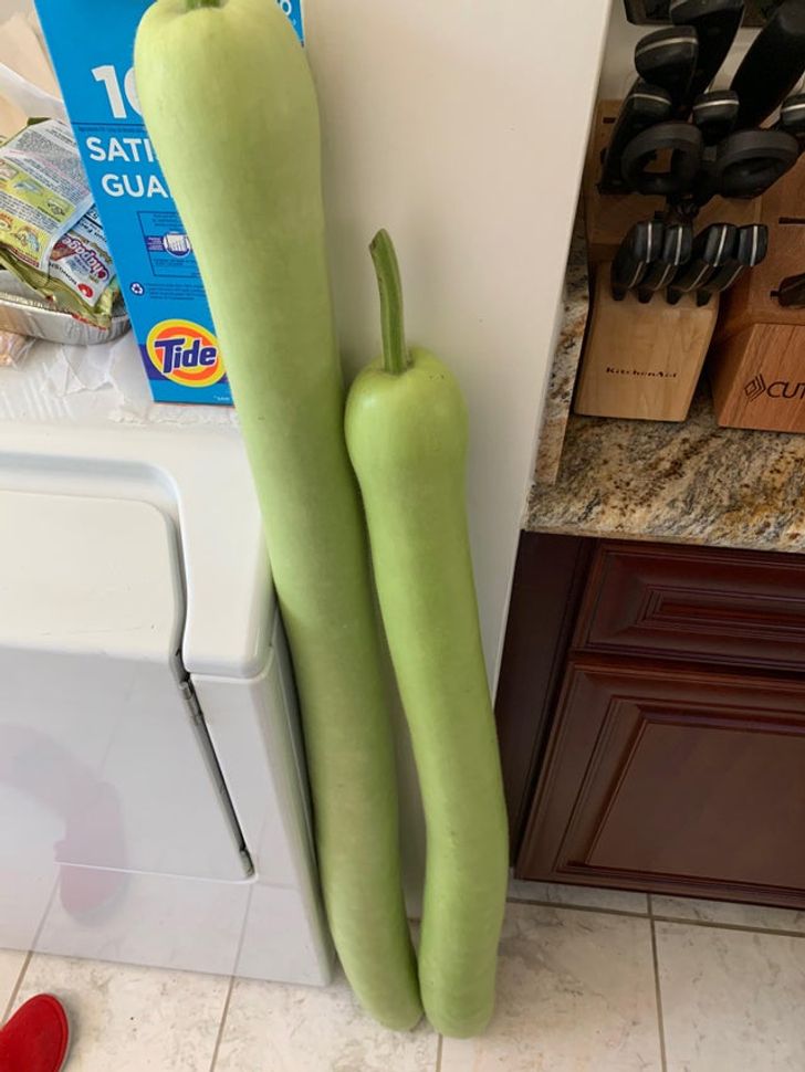 Opo squash that grew taller than it usually does