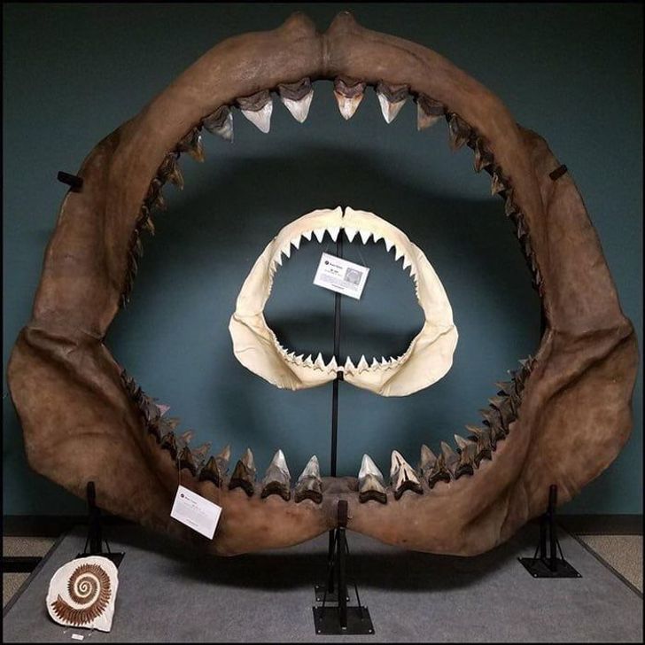 The jaw of a great white set inside that of a megalodon