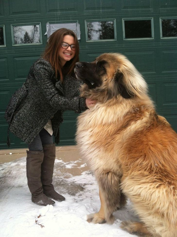 Meet Simba, one of the biggest breeds of dogs.