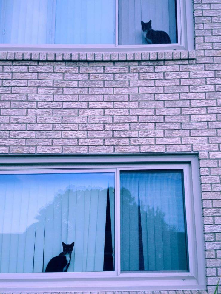 “My cat's doppelganger lives upstairs from us.”