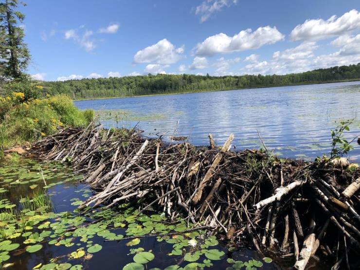 “This is what a beaver dam looks like.”