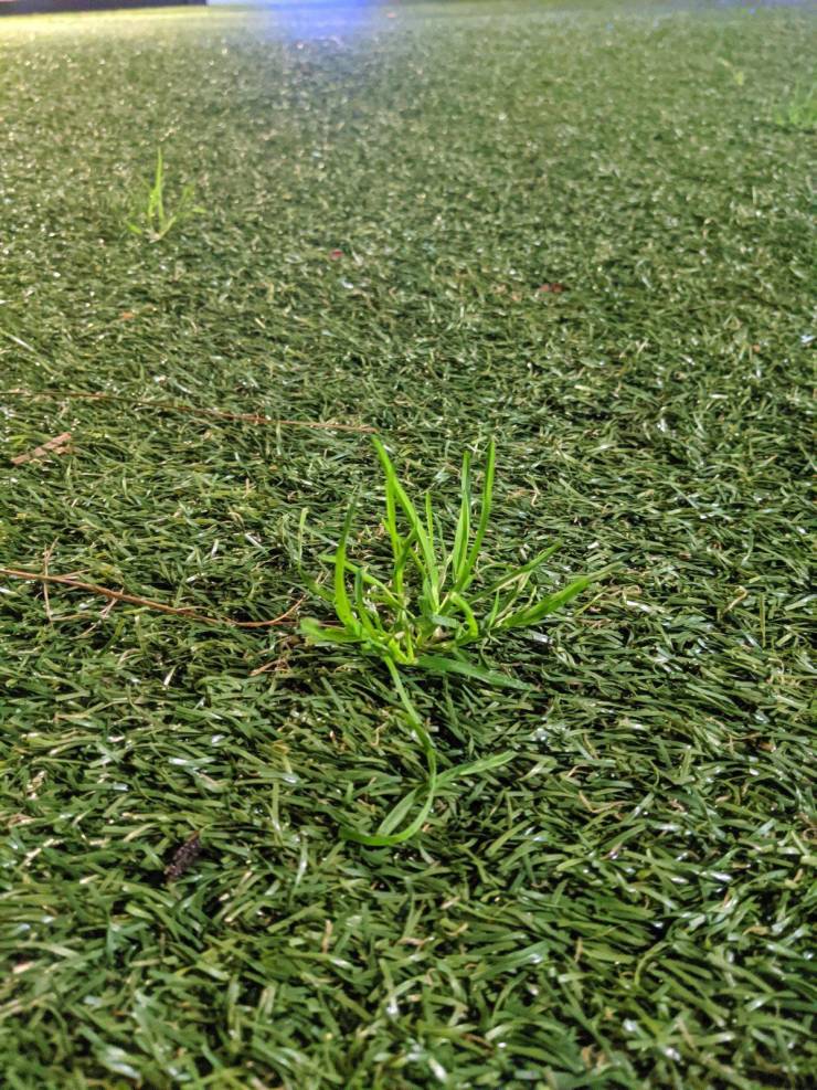 “Astroturf near my apartment has started growing real grass.”