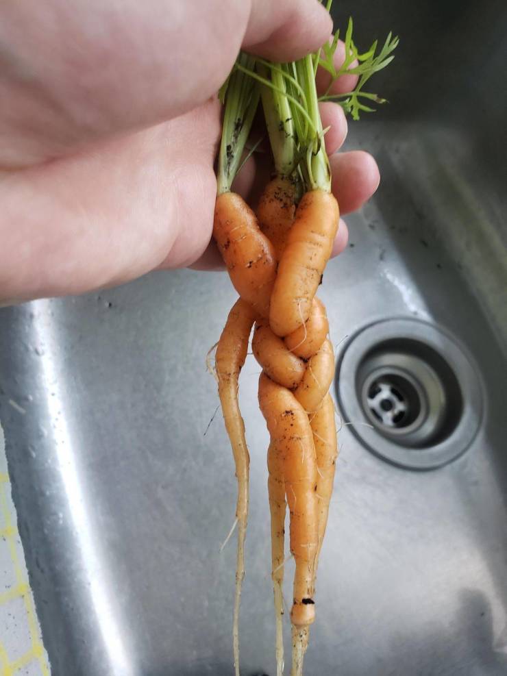 “Some carrots from my garden have decided to make a braid.”