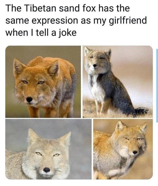 The Tibetan sand fox has the same expression as my girlfriend when I tell a joke