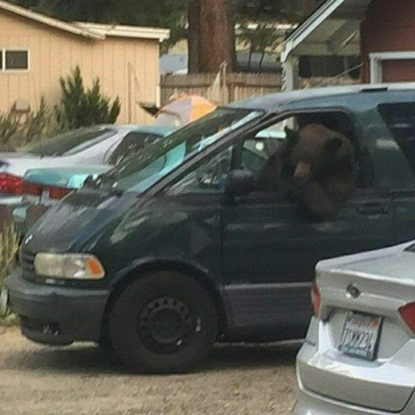 bear chilling in a minivan