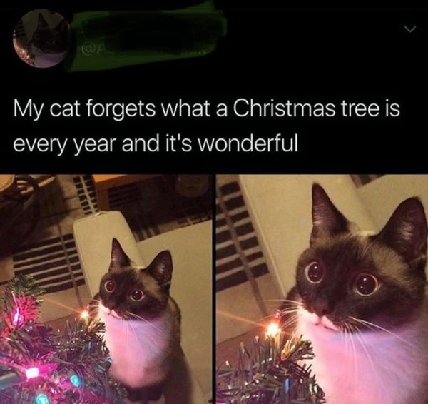 my cat forgets what a christmas tree - My cat forgets what a Christmas tree is every year and it's wonderful