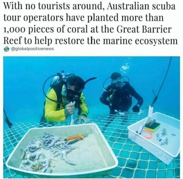 planting coral reefs in the great barrier reef - With no tourists around, Australian scuba tour operators have planted more than 1,000 pieces of coral at the Great Barrier Reef to help restore the marine ecosystem