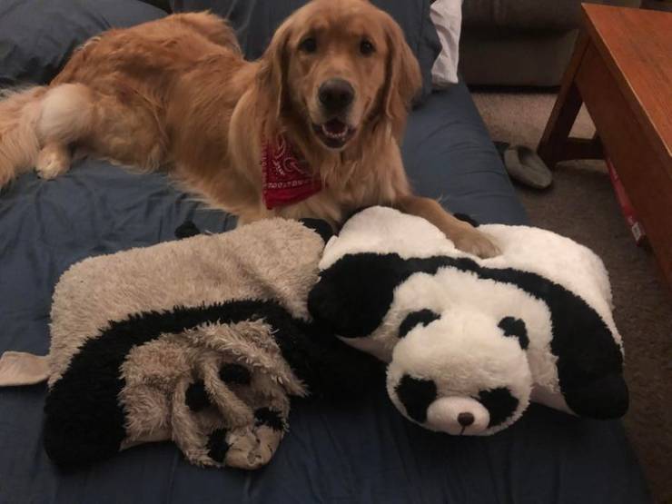 "Ollie’s new panda and 3 year old panda"