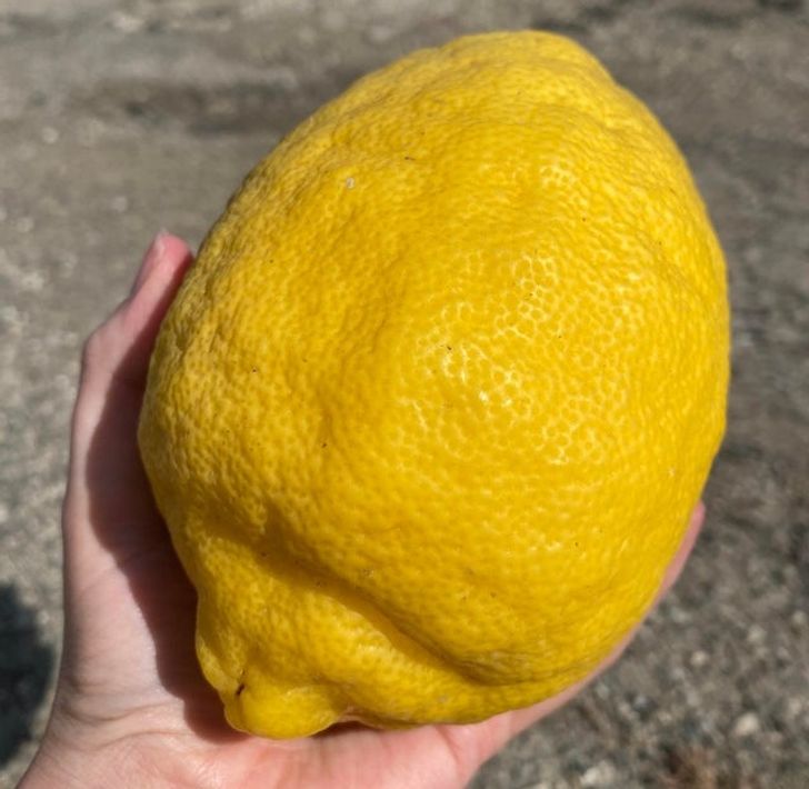 giant lemon