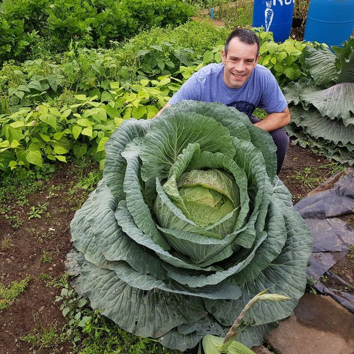 120 pound cabbage