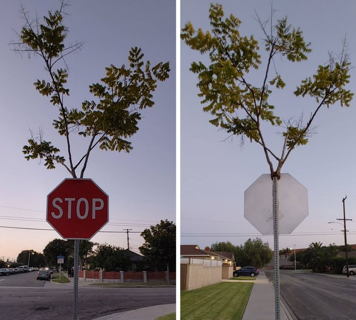 tree growing inside a stop sign