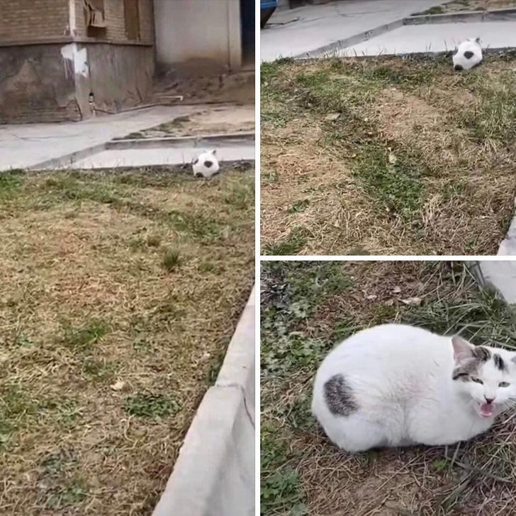 cat that looks like a soccer ball