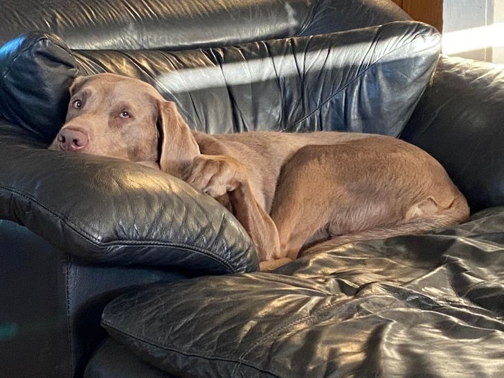 weimaraner dog with really long legs