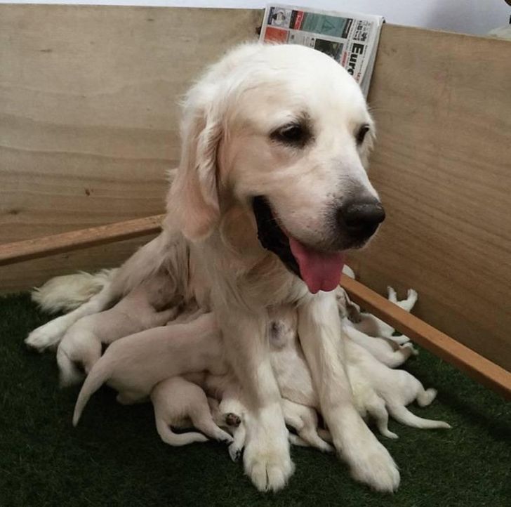 funny animals - dog with puppies looks like it has long fur