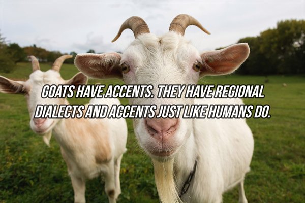 Goats Have Accents. They Have Regional Dialects And Accents Just Humans Do.