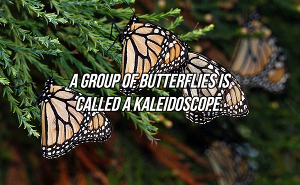 butterfly - A Group Oebutterflies Is, Called A Kaleidoscope..