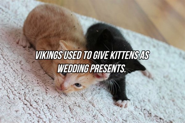 fauna - Vikings Used To Give Kittensas Wedding Presents.