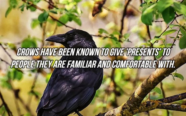 Common raven - Crows Have Been Known To Give Presents To People They Are Familiar And Comfortable With.