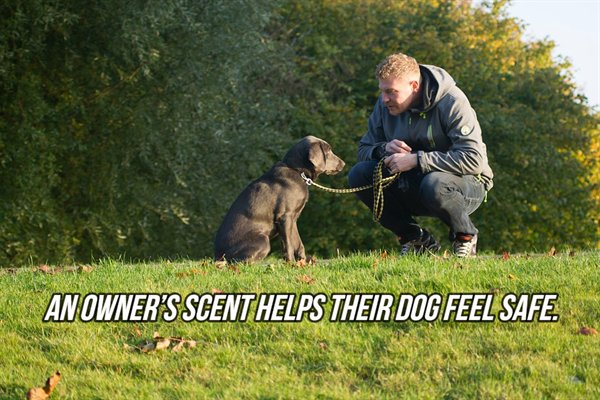 An Owner'S Scent Helps Their Dog Feel Safe.
