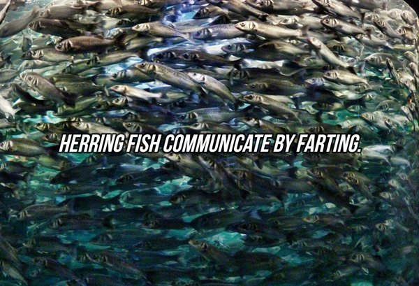 water - Herring Fish Communicate By Farting.