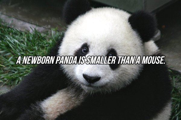 A Newborn Panda Is Smaller Than A Mouse.