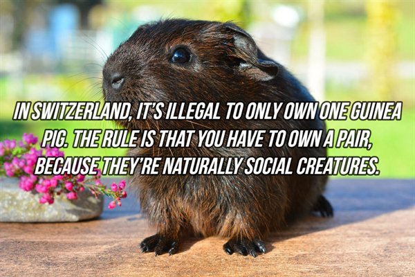 In Switzerland, It'S Illegal To Only Own One Guinea Pig. The Rule Is That You Have To Own A Pair Because They'Re Naturally Social Creatures.