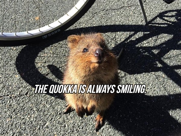 fauna - Onho The Quokka Is Always Smiling.