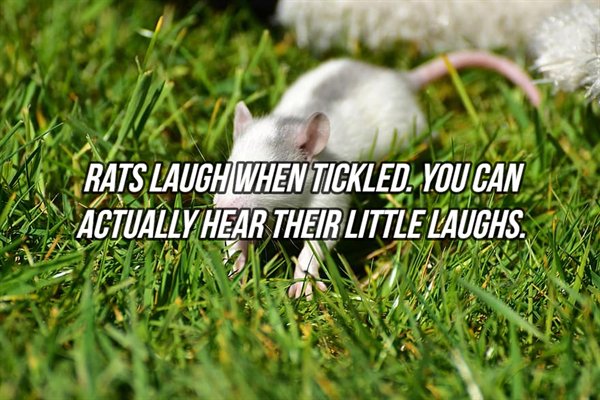 grass - Rats Laugh When Tickled. You Can Actually Hear Their Little Laughs.