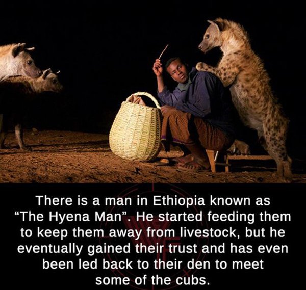 hyena man - There is a man in Ethiopia known as The Hyena Man. He started feeding them to keep them away from livestock, but he eventually gained their trust and has even been led back to their den to meet some of the cubs.