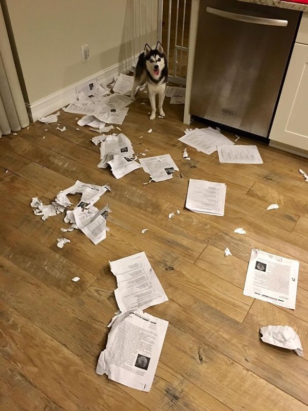 my dog ate everyone's homework