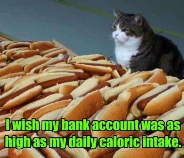 tinder meme cat - I wish my bank account was as high as my daily caloric intake.