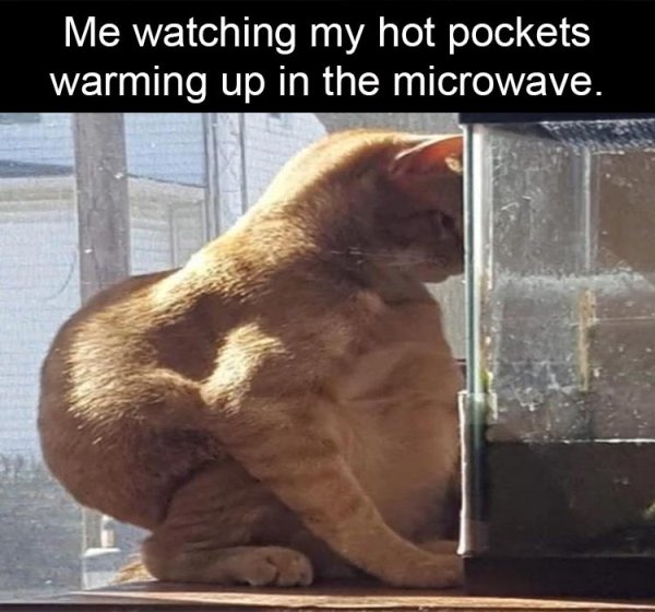 funny memes march 2020 - Me watching my hot pockets warming up in the microwave.
