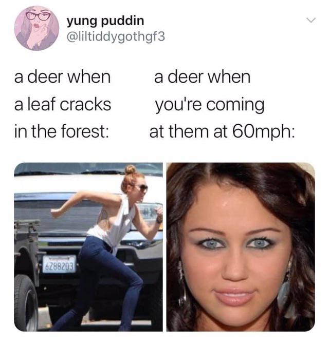 miley cyrus - yung puddin a deer when a leaf cracks in the forest a deer when you're coming at them at 60mph 6288203
