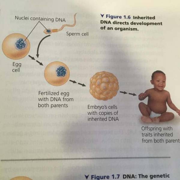 Nuclei containing Dna Figure 1.6 Inherited Dna directs development of an organism. Sperm cell Egg cell Fertilized egg with Dna from both parents Embryo's cells with copies of inherited Dna Offspring with traits inherited from both parent Figure 1.7 Dna Th