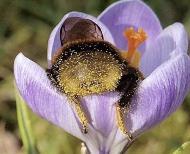 bumblebees sleeping in flowers