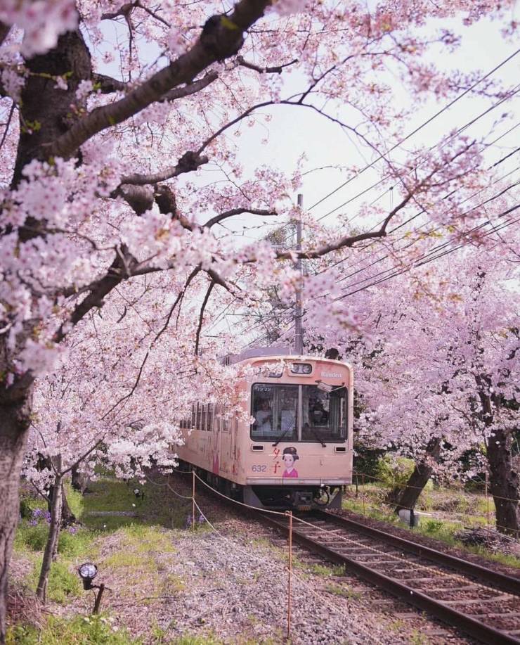 cherry blossom japan aesthetic