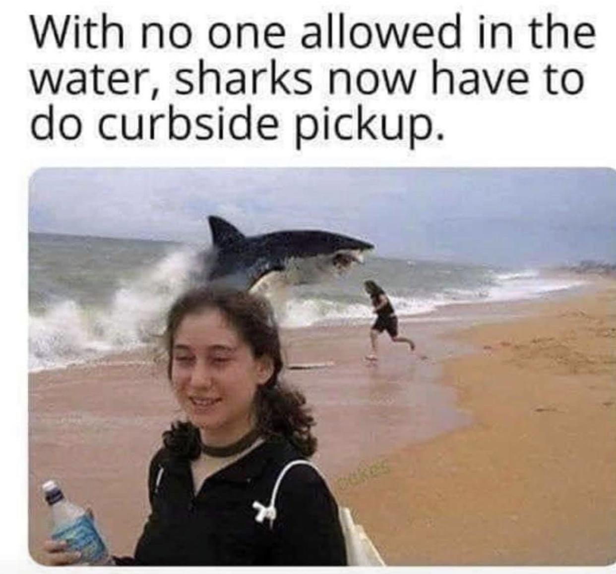 shark curbside meme - With no one allowed in the water, sharks now have to do curbside pickup. Res