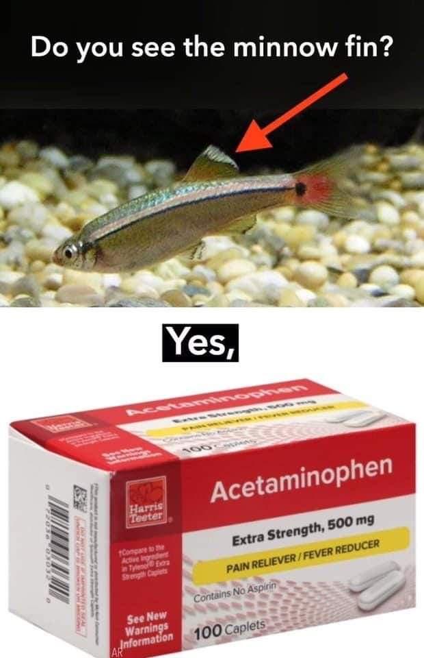 do you see the minnow fin meme - Do you see the minnow fin? Yes, 19 Acetaminophen Harris Teeter Sokeo Congo Activele Tyleroos Strength Capets Extra Strength, 500 mg Pain Reliever Fever Reducer Contains No Aspirin See New Warnings Jnformation 100 Caplets A