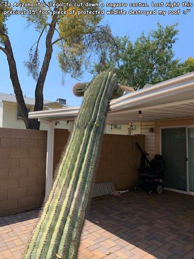 cactus - "In Arizona it's illegal to cut down a saguaro cactus. Last night this precious 15foot piece of protected wildlife destroyed my roof