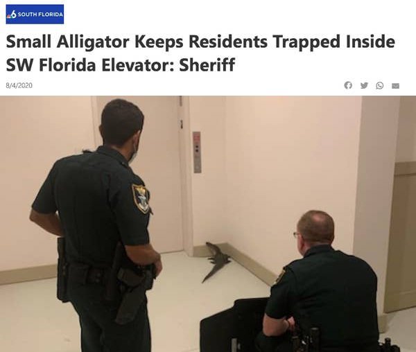 alligator in elevator - 6 South Florida Small Alligator Keeps Residents Trapped Inside Sw Florida Elevator Sheriff 842020