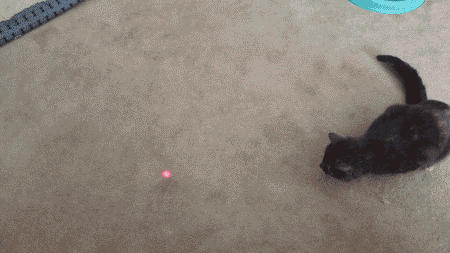 cat playing with laser pointer