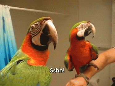 parakeet says sshh!
