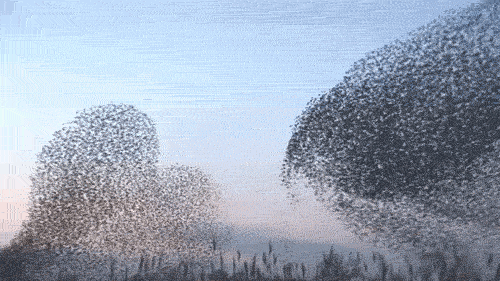 huge flocks of birds in the sky