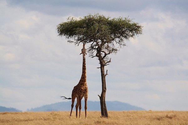 giraffe eating from a tall tree