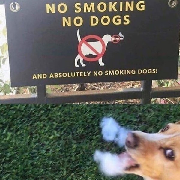 No Smoking No Dogs And Absolutely No Smoking Dogs!